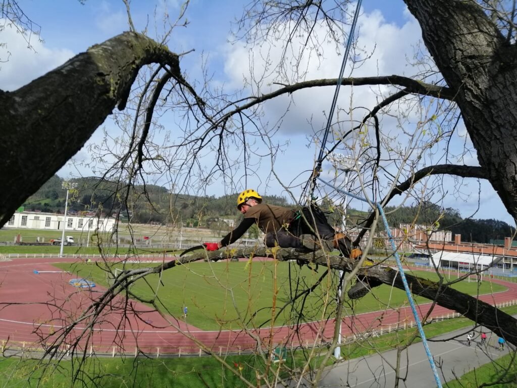 Arboricultura en Barcelona - poda en altura