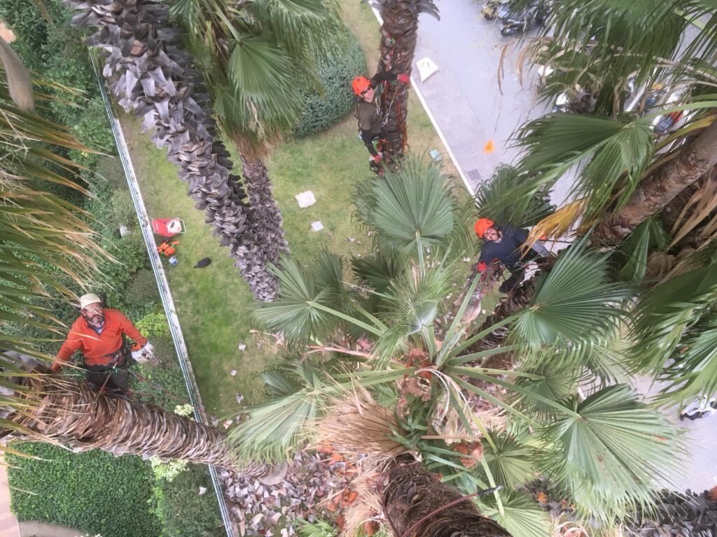 Arboricultura en Barcelona - poda de palmeras