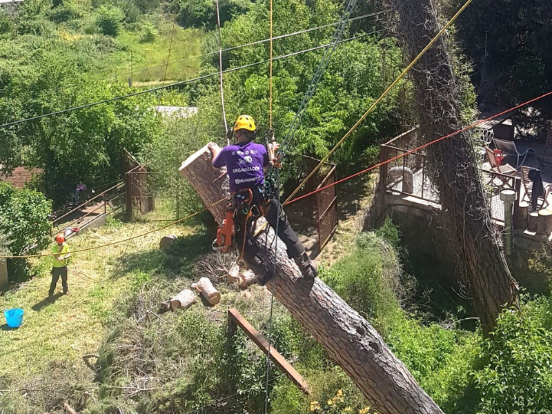 Poda y tala de árboles en Barcelona