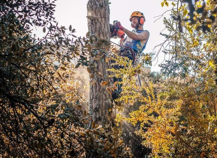 Arboricultura en Barcelona - talas controladas